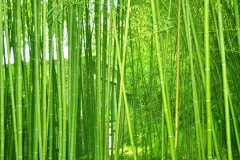 ֲ�����Ҫ����������